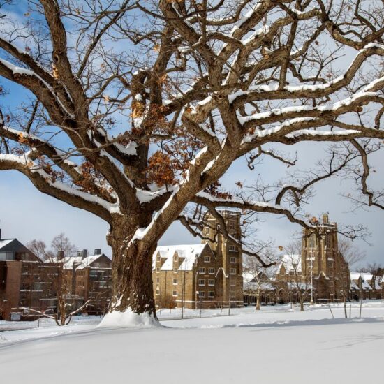The oldest tree on campus, at the base of Libe Slope, covered in snow.