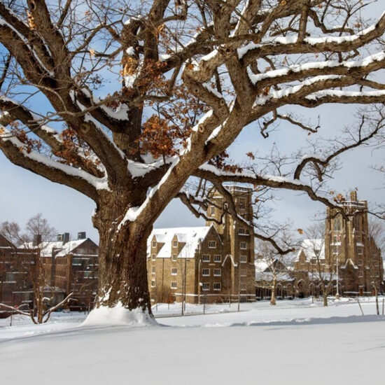The oldest tree on campus, at the base of Libe Slope, covered in snow.