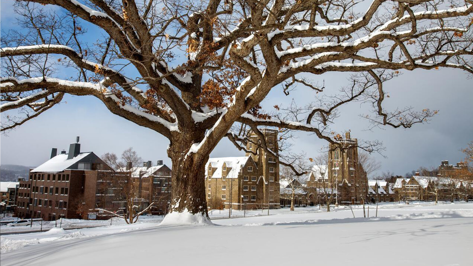 The oldest tree on campus, at the base of Libe Slope, covered in snow.
