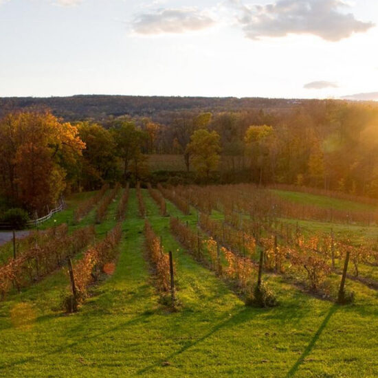 Field being illuminated by the sun rising.